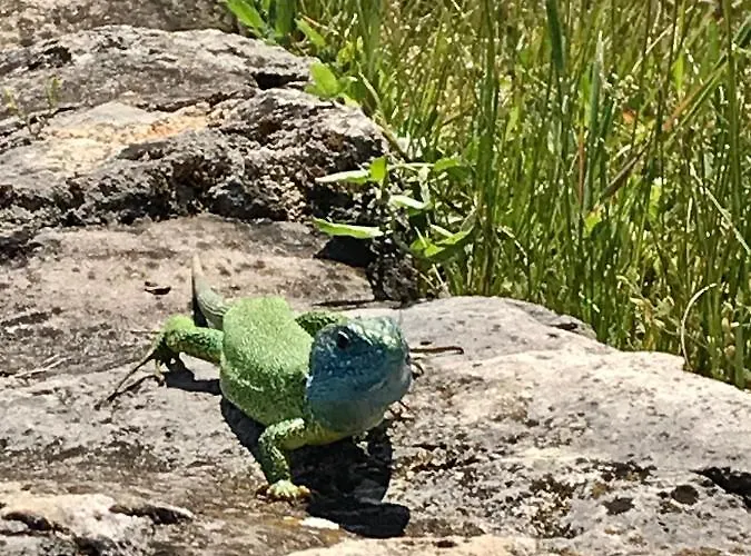 Oereghegyi Panorama Villa, Вилла Балатонедерич